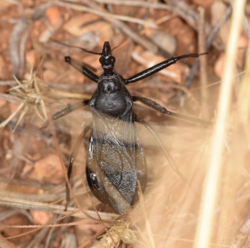 Rhynocoris ibericus